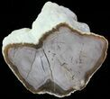 Petrified Wood Limb (Bald Cypress) - Saddle Mountain, WA #69446-1